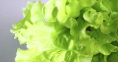 Yeşil kıvrımlı marul yaprakları. Vitaminler, sağlıklı beslenme konsepti. Videoyu kapat