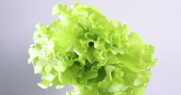 Video de hojas de lechuga verde giratoria. Vitaminas, concepto de dieta saludable. Jardinería y agricultura ecológica — Vídeo de stock