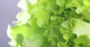 Yeşil kıvrımlı marul yaprakları. Vitaminler, sağlıklı beslenmek için yeşillik. Videoyu kapat