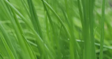 Green onions moving in the wind outdoor, closeup video. Organic farming. Lush spring onion for healthy dieting, vitamins