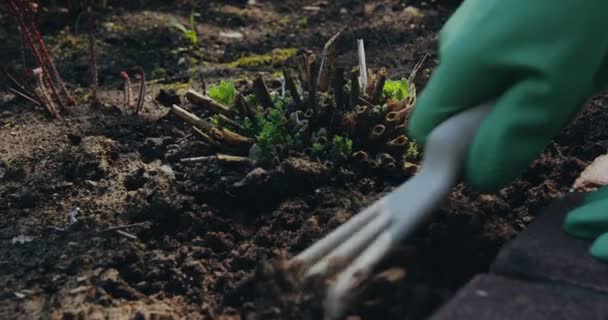 Boer werkt in de tuin, losser wordende grond met hark rond planten. Landscaping, landbouw, tuinbouw concept — Stockvideo