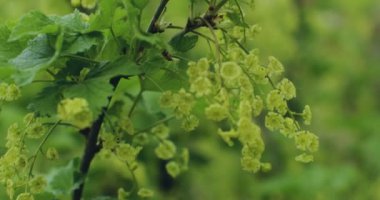 Green flowering currant branches bloom. Natural botanical background. Greenery of blossoming currants bushes