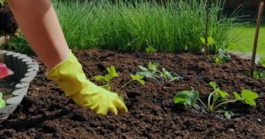 Gardening, organic farming. Female hands planting seedlings in soil. Horticulture, eco habits, ecology concept