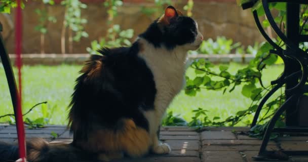 庭の屋外で毛皮の猫が冷えています。国内動物、ふわふわペットフレンドリー猫座って屋外で晴れた日 — ストック動画
