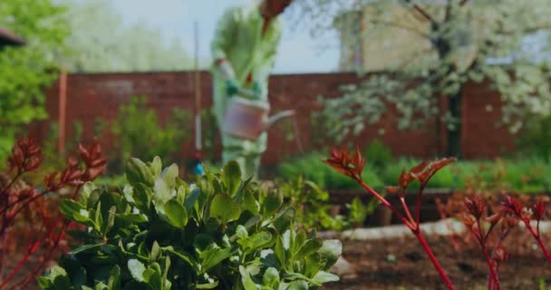 Zahradní a zahradní úpravy. Samice zahradník zavlažování sazenice se zavlažovací plechovkou práce v zahradě — Stock video