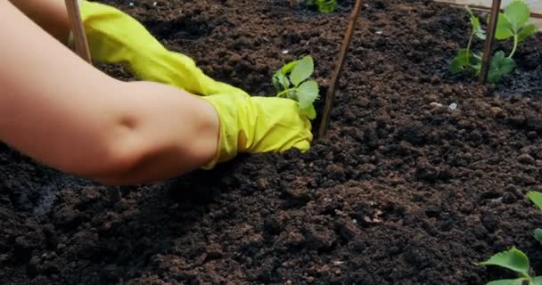 Boer handen planten gecultiveerde plant in bedden bodem. Landbouw, biologische landbouw, tuinbouw of ecologie — Stockvideo