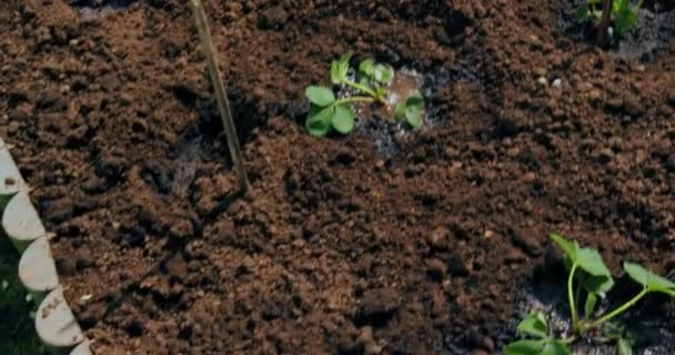 Tuinieren, biologische landbouw, planten groeien. Vrouwelijke handen in handschoenen planten zaailingen in bedden bodem. Tuinbouwconcept — Stockvideo