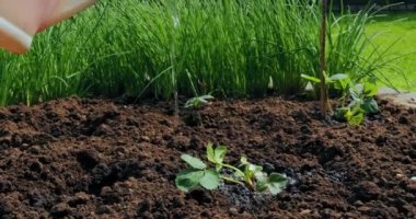 Yataklarda sulama tenekesi, toprak nemlendirici, yakın çekim video. Organik tarım, ekme ve bahçe işleri.