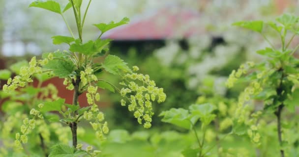 Zielona kwitnąca porzeczka gałęzie naturalne tło botaniczne. Projektowanie krajobrazu. Zieleń kwitnących krzewów porzeczek — Wideo stockowe