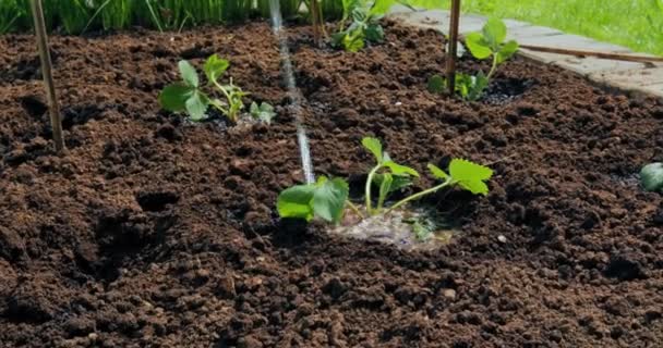 Watering seedlings in beds, soil moisturizing, close-up video. Organic farming, planting and gardening concept — Stock Video