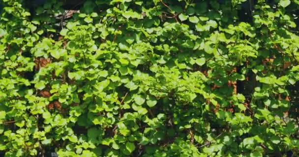 Groene takken natuurlijke botanische achtergrond. Landschapsarchitectuur, tuinbouw. Weelderig groen van struiken. Tuin achtergrond — Stockvideo