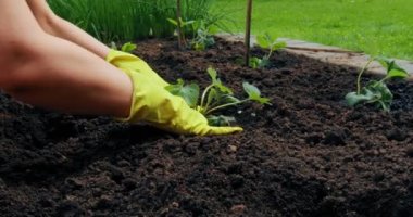 Bahçıvanlık ve organik tarım. Eldiven giymiş kadın eller, yatak toprağına fidanlar ekiyor. Bahçecilik, çevre dostu hobi.