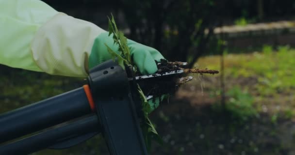 Chwasty ogrodowe. Ogrodnik usuwa chwasty mniszek lekarski z narzędzia do ściągania chwastów. Narzędzia do usuwania mniszka lekarskiego i chwastów — Wideo stockowe