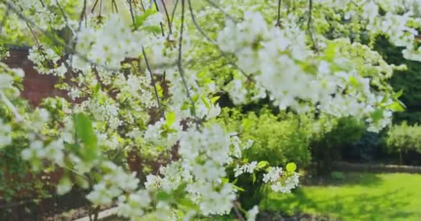 Kirschblüte. Blühende Zweige mit schönen Blumen. Weiße blühende Kirschen blühen im Sonnenschein. Landschaftsbau — Stockvideo