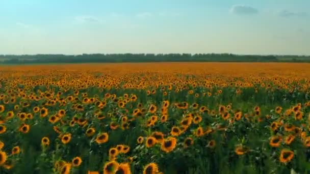 Agriculture field with blooming sunflowers. Aerial view summer landscape with yellow flowers field. Drone flight — Stock videók