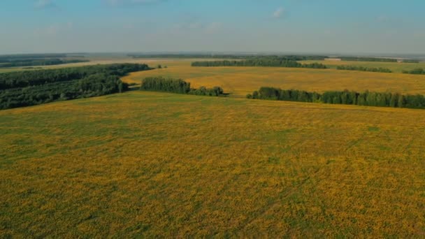 Eindeloze gele velden van planten in de zon, 4K antenne video. Landbouw veld met bloeiende bloemen. Ecologische landbouw — Stockvideo