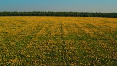 Sarı tarlaların güneşli havadan görünüşü. Tarım eko çiftliği. Çiçek açan alan. Dünya 'nın huzurlu yaz manzarası