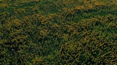 Güneşteki tarlaların havadan görünüşü. Idyllic doğal manzara dokusu. Dünya üzerinde tarım yeşili sarı tarlalar