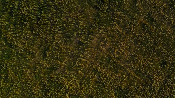 Champs verts infinis de plantes, vidéo 4K. Vue aérienne du champ terrestre. Texture des plantations agricoles — Video