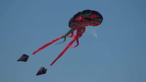 Giant kite — Stock Video