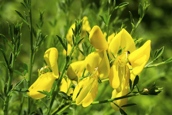 Cytisus scoparius in Crécy forest. France — Fotografie, imagine de stoc