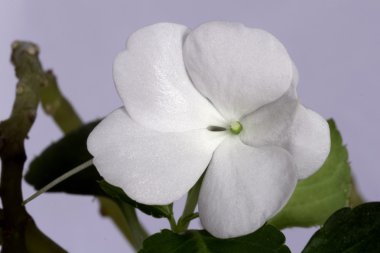 Impatiens çiçek, beyaz