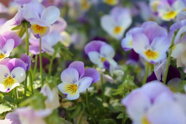 Menekşe, beyaz ve sarı nonoş çiçekleri Potzbach, Almanya 'da bir bahar günü bir bahçede yetişiyor..