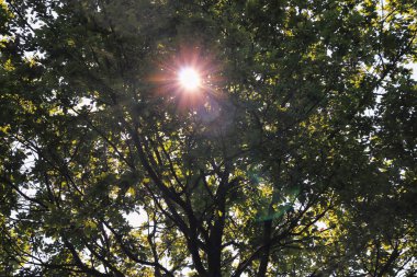 Almanya 'da bir bahar günü yaprakları yeşil olan bir ağacın yaprakları ve dalları arasında parlayan güneş..