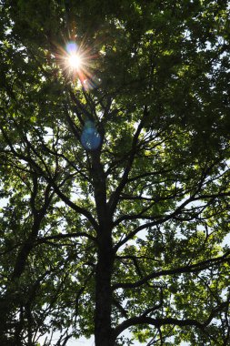 Almanya 'da bir bahar günü, yeşil ağaçların arasında parlayan güneş ışınları..