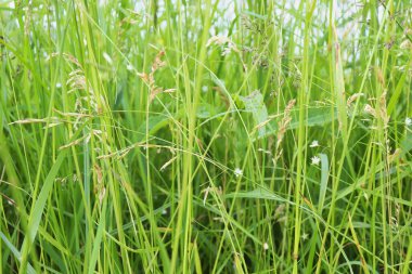 Potzbach, Almanya 'da bir çiftçi tarlasında, ılık bir bahar günü çimenler büyüyor..