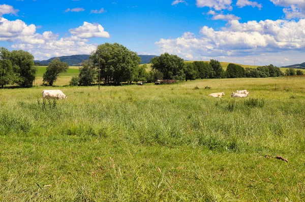 Vita Kor Betesmark Vårdag Den Tyska Landsbygden — Stockfoto