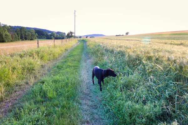 Cão Cheirando Trigo Crescendo Campo Alemanha Rural Dia Primavera — Fotografia de Stock