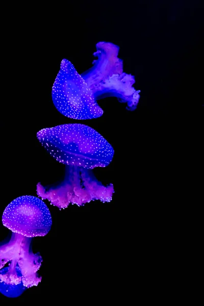 Glowing Jellyfish National Aquarium Malta — Stock Photo, Image