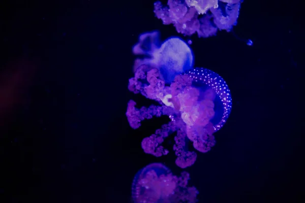 Medusas Brilhantes Azuis Roxas Brilhando Água Escura Tanque Aquário Nacional — Fotografia de Stock