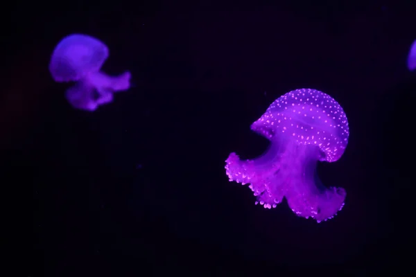 Medusas Brilhantes Flutuando Tanque Aquário Nacional Malta — Fotografia de Stock