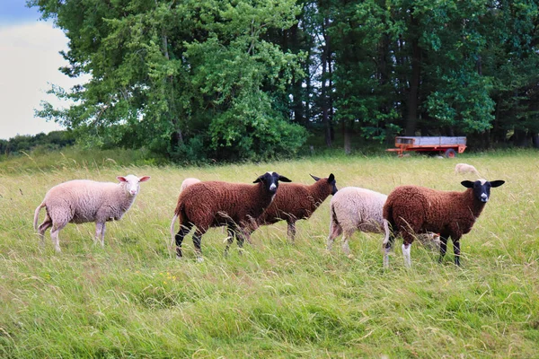 Tři Ovce Řadě Při Pohledu Stejným Směrem Jarní Den Venkovském — Stock fotografie