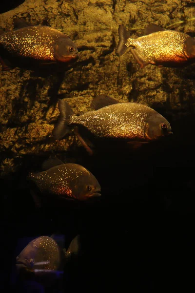 Peixes Dourados Nadando Água Escura Tanque Aquário Nacional Malta — Fotografia de Stock