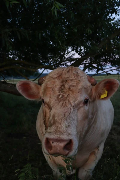 Novilha Branca Abaixo Uma Árvore Prado Alemanha Rural Uma Noite — Fotografia de Stock