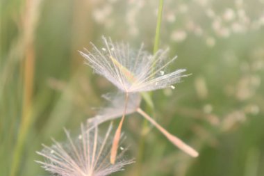 Karahindiba saatleri çimenlerin ve beyaz çiçeklerin arasında yavaşça düşüyor..