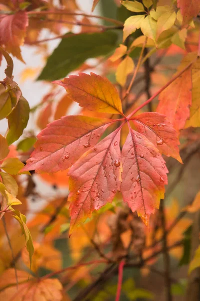 Leaf Changing Color Fall Season — Stock Photo, Image