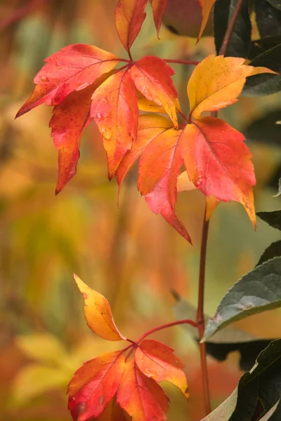 Orange Red Yellow Leaves Fall Day Germany — Stock Photo, Image