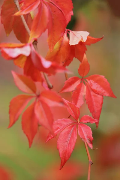 Redl Leaves Plant Growing Tree Fall Day Germany — Stock Photo, Image