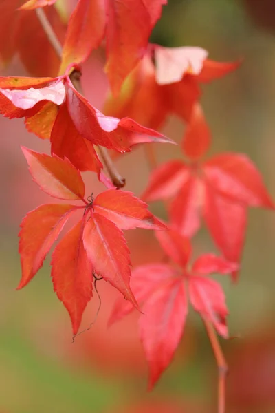 Vibrant Red Leaves Green Background Fall Day Germany — Stock Photo, Image