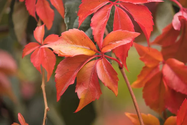 Close Colorful Fall Leaves Rain Germany — Stock Photo, Image