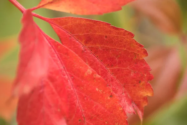 Red Leaves Apple Tree Changing Colors Fall — Stock Photo, Image