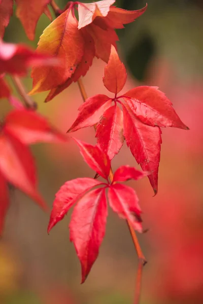 Czerwone Żywe Liście Drzewie Jesienny Dzień Niemczech — Zdjęcie stockowe