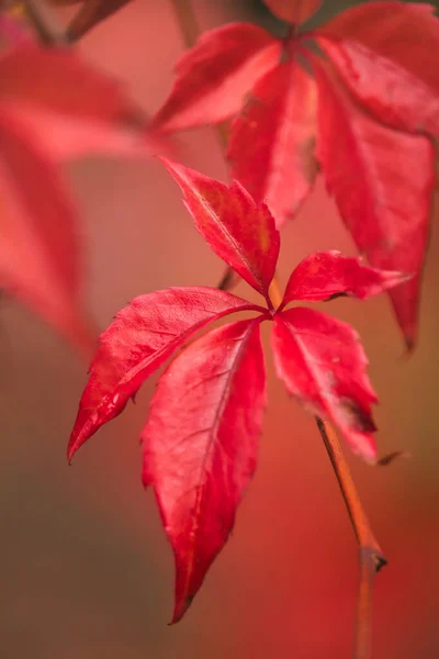 Beautiful Vibrant Red Leaves Branch Fall Day Germany — Stock Photo, Image