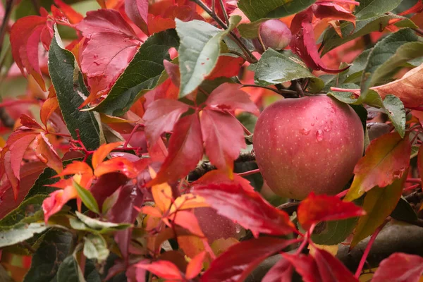 Ett Rött Moget Äpple Hänger Ett Träd Omgivet Röda Löv — Stockfoto