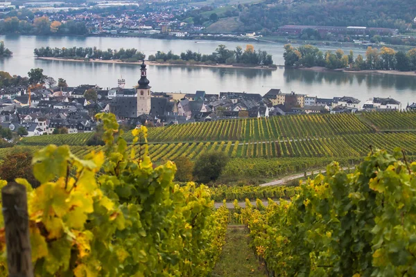 Szőlőültetvények Sárgulnak Ősszel Rudesheim Rhein Felett Németország Rhein Folyó Mellett — Stock Fotó