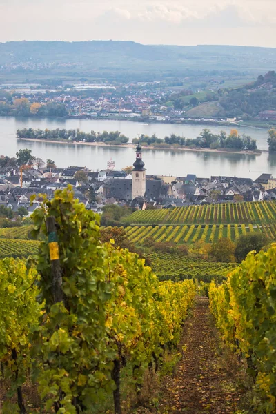 Üzüm Bağı Rudesheim Rhein Kasabası Nehir Ada Almanya Bir Sonbahar — Stok fotoğraf